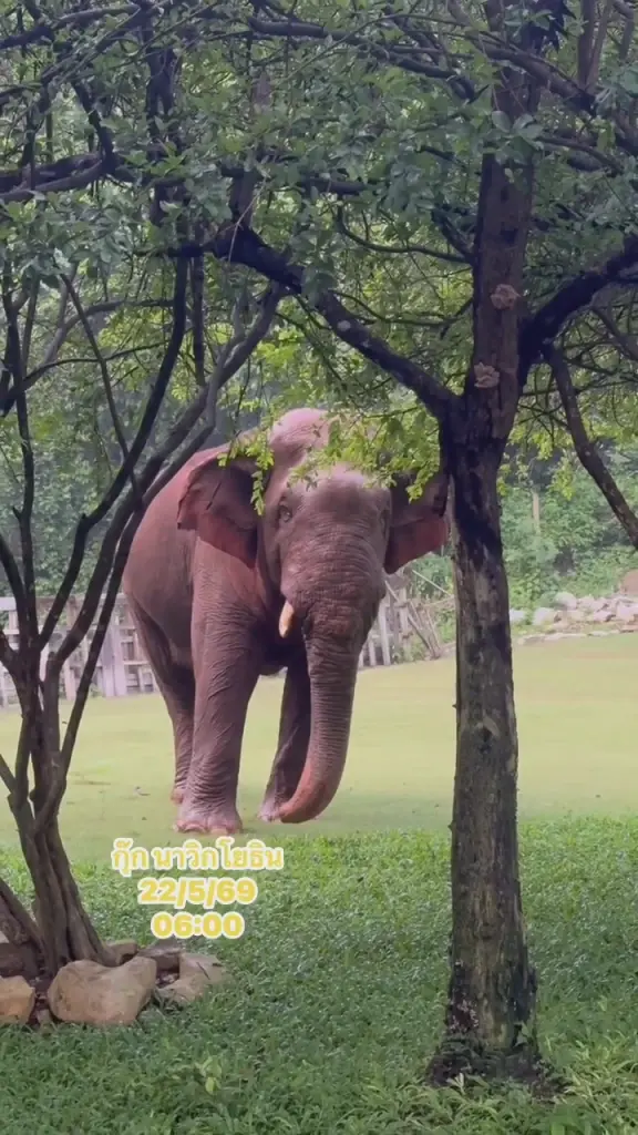 พลายด้วน ช้างป่าเขาใหญ่ โผล่เดินหากินในชุมชนหมูสี โคราช