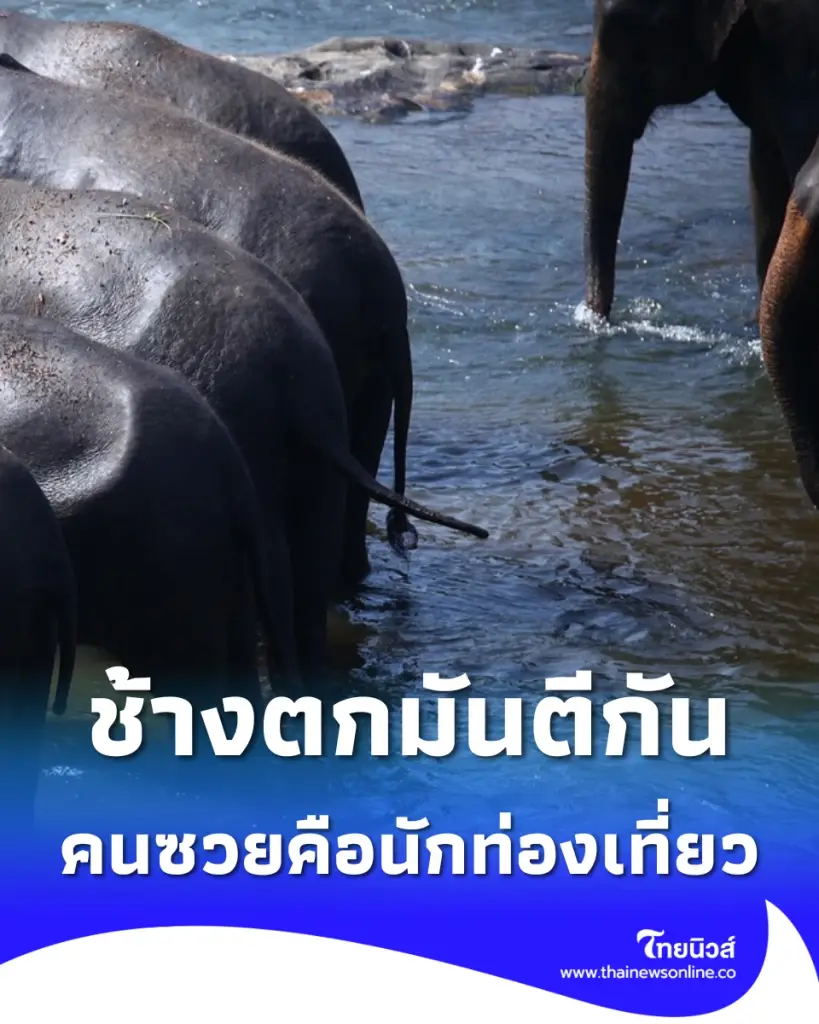 ช้างตกมันตีกันในศูนย์ คนซวยคือ นทท. เสียชีวิตต่อหน้าสามี - ลูก