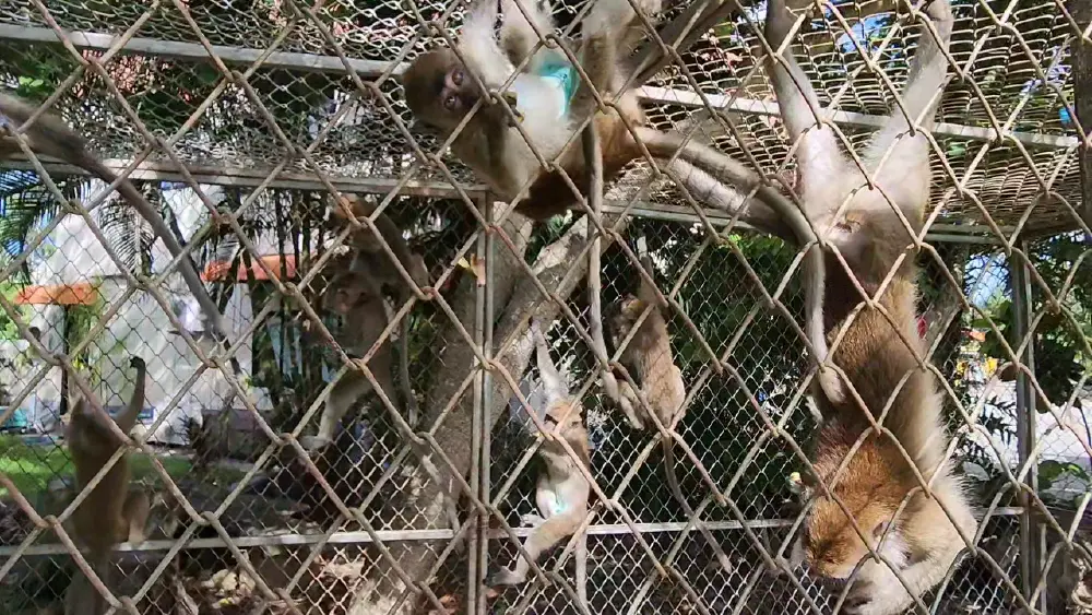 ลุยทำหมันลิงแสมอ่าวนาง สกัดวิกฤตประชากรลิงพุ่งบุกป่วนเมือง