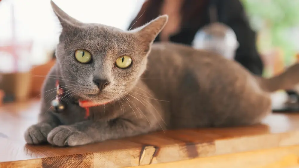 ความเชื่อ "แห่นางแมว" ขอฝน เมื่อวัฒนธรรมต้องปรับตัวตามยุคสมัย