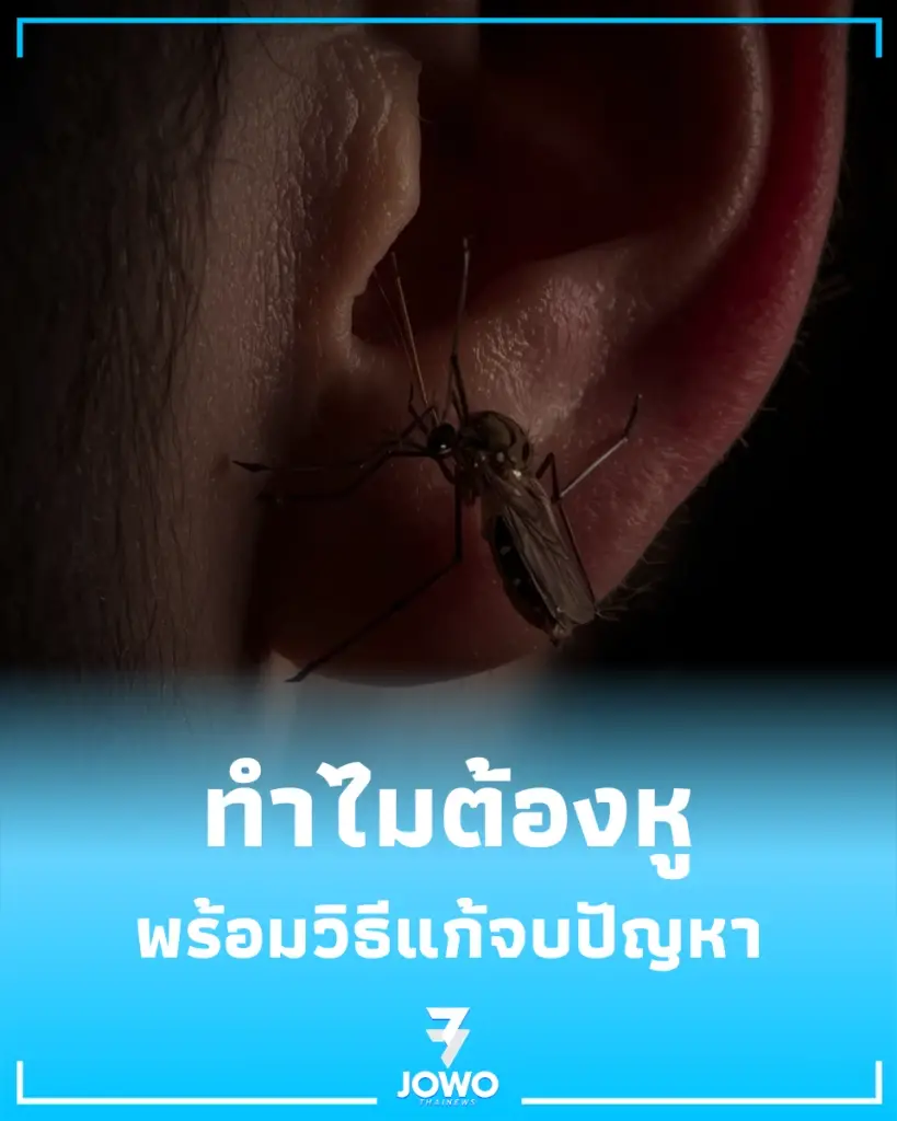 รำคาญไหม ทำไมยุงชอบบินว่อนข้างหู พร้อมวิธีแก้จบปัญหา