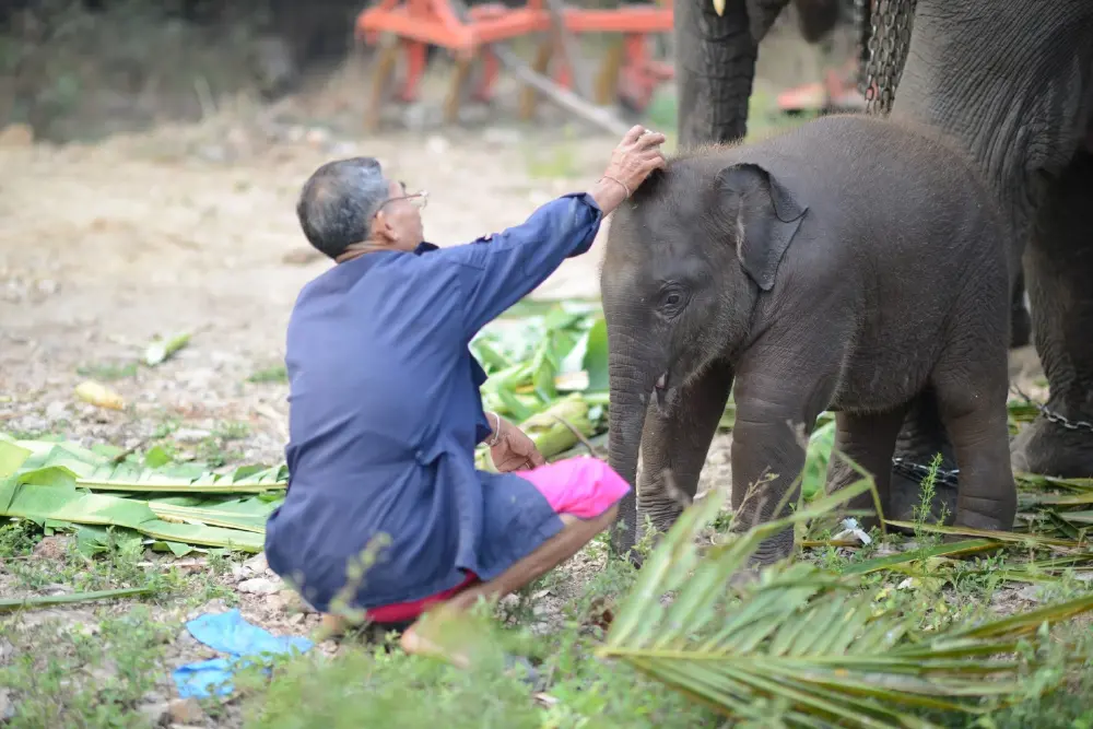สุดยื้อ พังปลาทู ลูกช้างขวัญใจมหาชน กลับดาวกะทันหัน