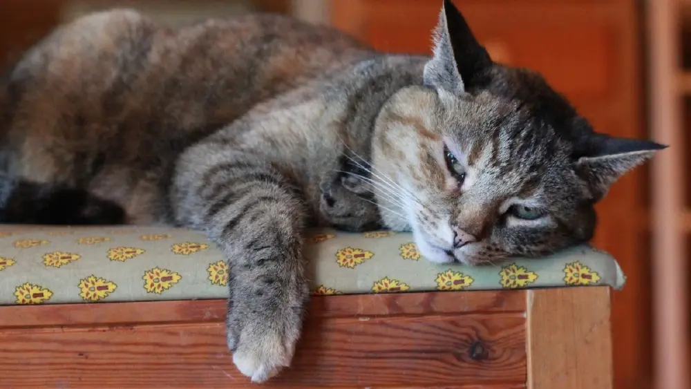 ถอดรหัสลับ 5 เหตุผลเมื่อแมวถอนหายใจใส่หน้า ฟินจัดหรือแค่ประชด