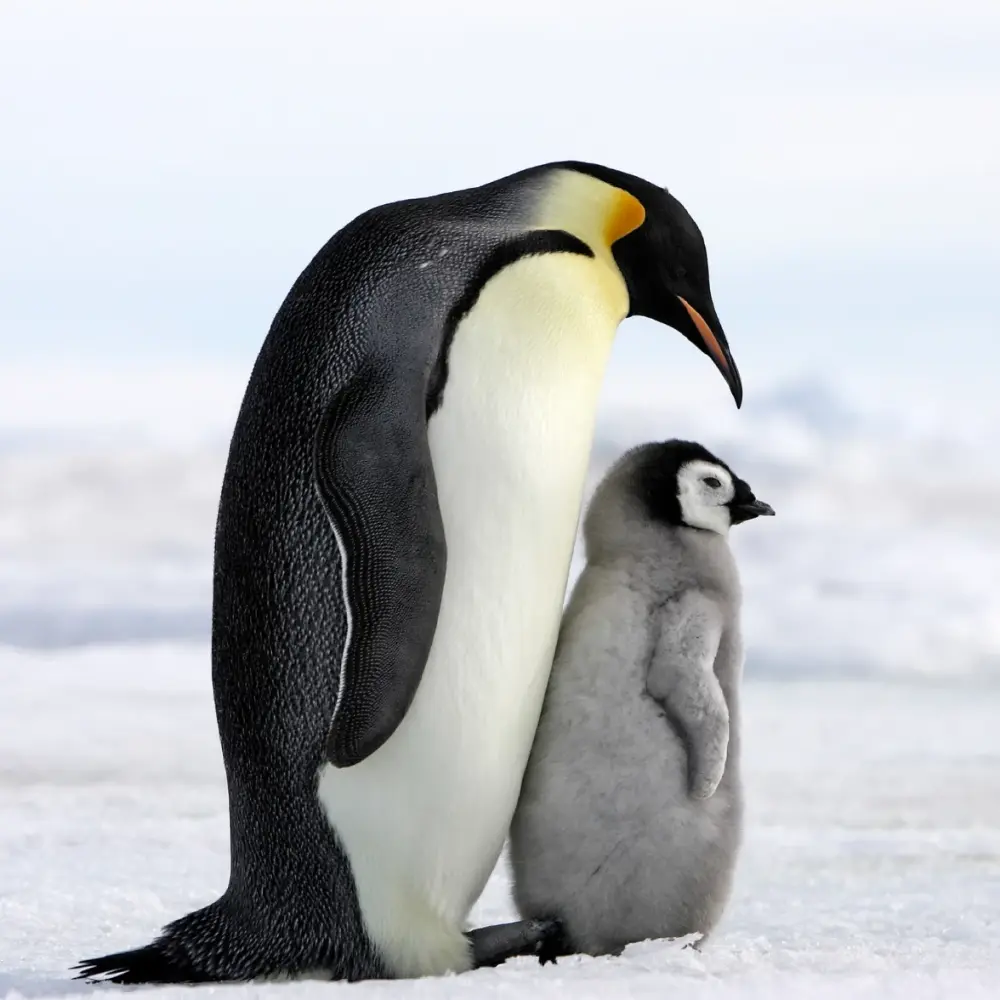 เผยความลับเพนกวิน นอนวันละหมื่นครั้ง เพื่อการอยู่รอด