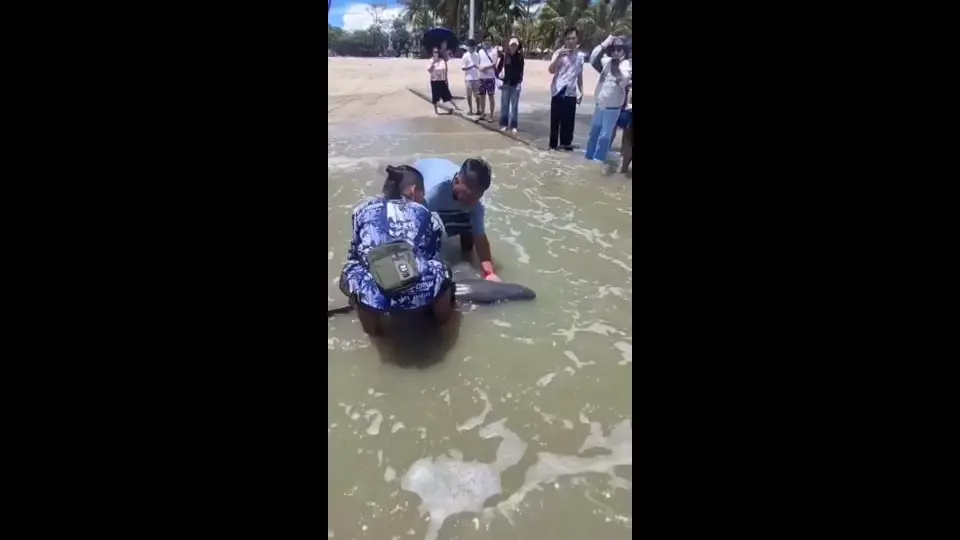 พบโลมาหัวบากป่วยเกยตื้นบางแสน ก่อนสิ้นใจหลังส่งศูนย์พักพิง
