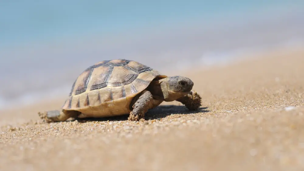 23 พฤษภาคม ถูกกำหนดให้เป็น วันเต่าโลก (World Turtle Day)