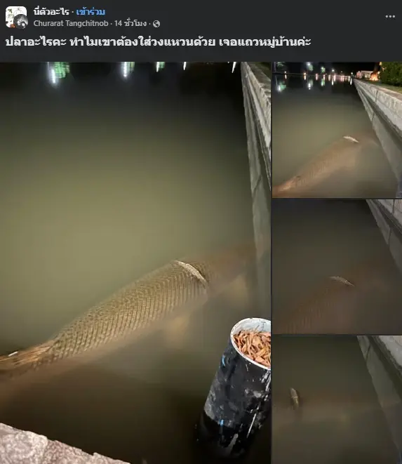 เจ้าของโพสต์ ตอบแล้วปลายักษ์โผล่ที่ไหน หลังหวั่นเป็นแหล่งน้ำสาธารณะ