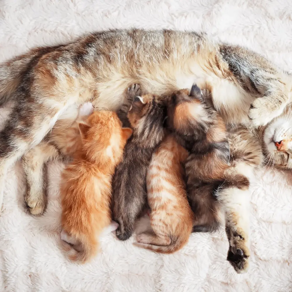 เผยความลับพันธุศาสตร์ ทำไมลูกแมวครอกเดียวกันมีสีขนต่างกัน