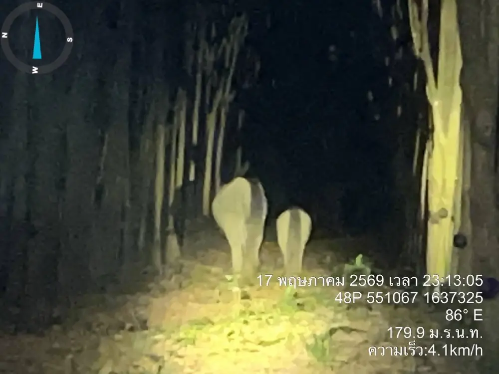 ขสป.บุณฑริก ลุยโต้รุ่งผลักดันช้างป่าแม่ลูกบุกพังรถ