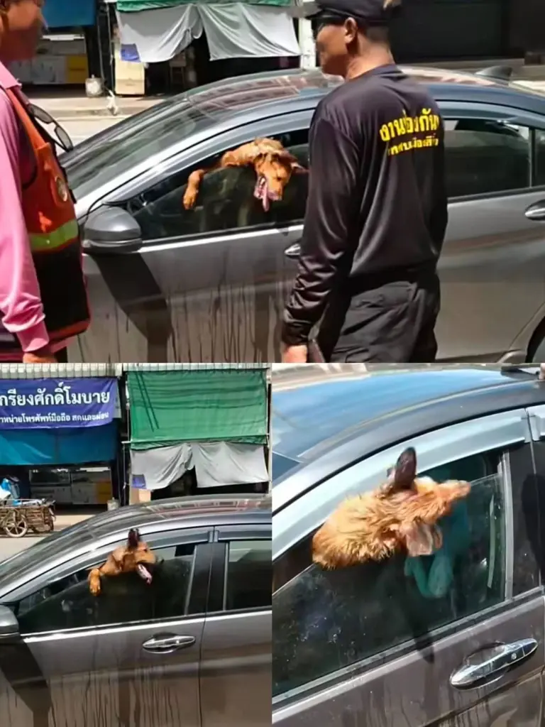 นาทีชีวิต! สุนัข 2 ตัวถูกทิ้งในรถกลางแดด มุดกระจกร้องลั่นตลาด
