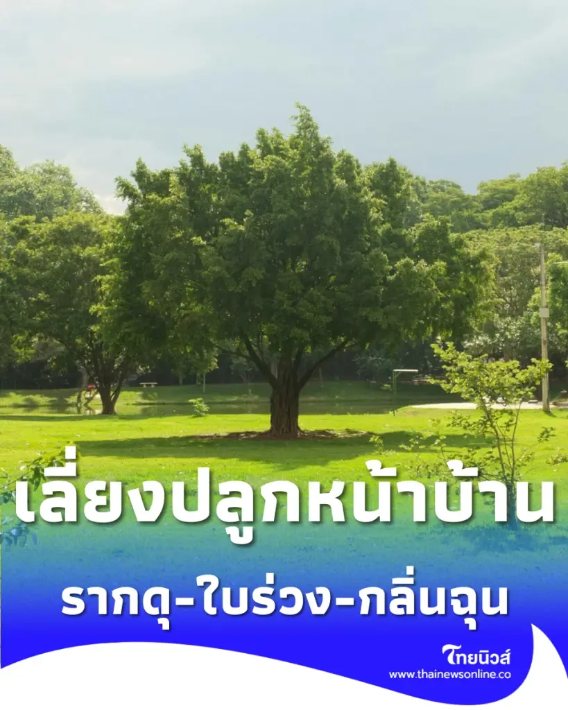 5 ต้นไม้ทำลายบ้าน รากดุ-ใบร่วง-กลิ่นฉุน เลี่ยงปลูกหน้าบ้าน
