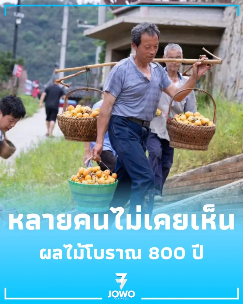 หวานฉ่ำข้ามกาลเวลา ตามไปดู 'ปีแป๋' ผลไม้โบราณ 800 ปี แห่งมณฑลอันฮุย
