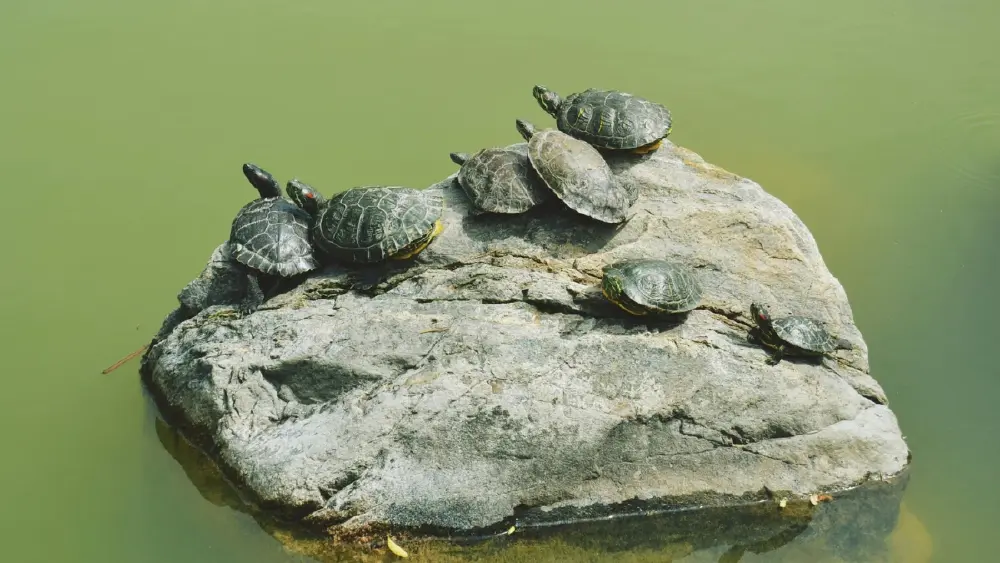 23 พฤษภาคม ถูกกำหนดให้เป็น วันเต่าโลก (World Turtle Day)