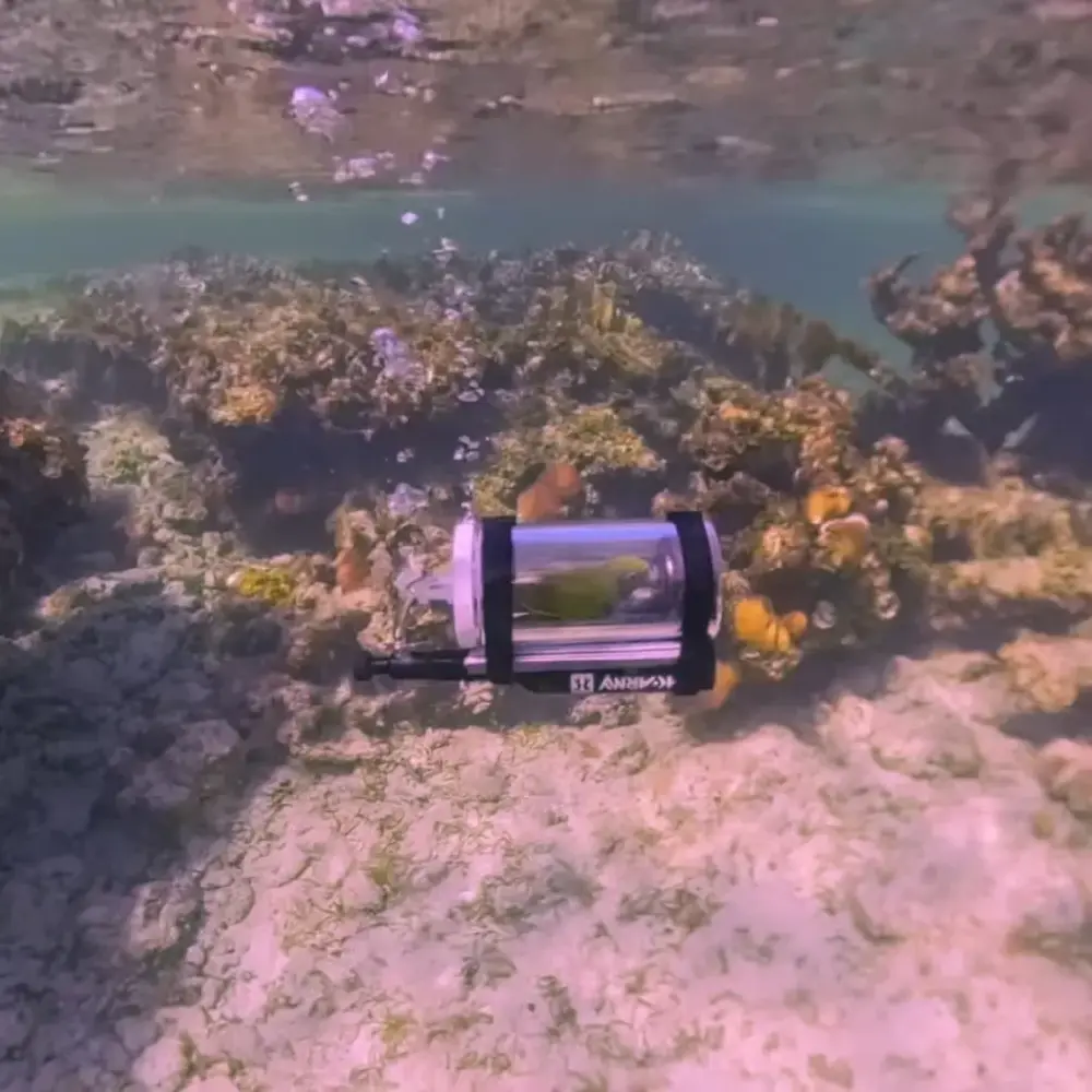 สปอยล์หนักมาก หนุ่มต่างชาติ พานกแก้วดำน้ำทะเล กลายเป็นไวรัล