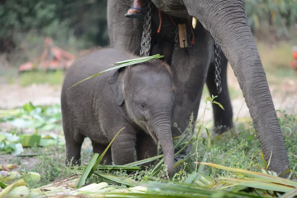 สุดยื้อ พังปลาทู ลูกช้างขวัญใจมหาชน กลับดาวกะทันหัน