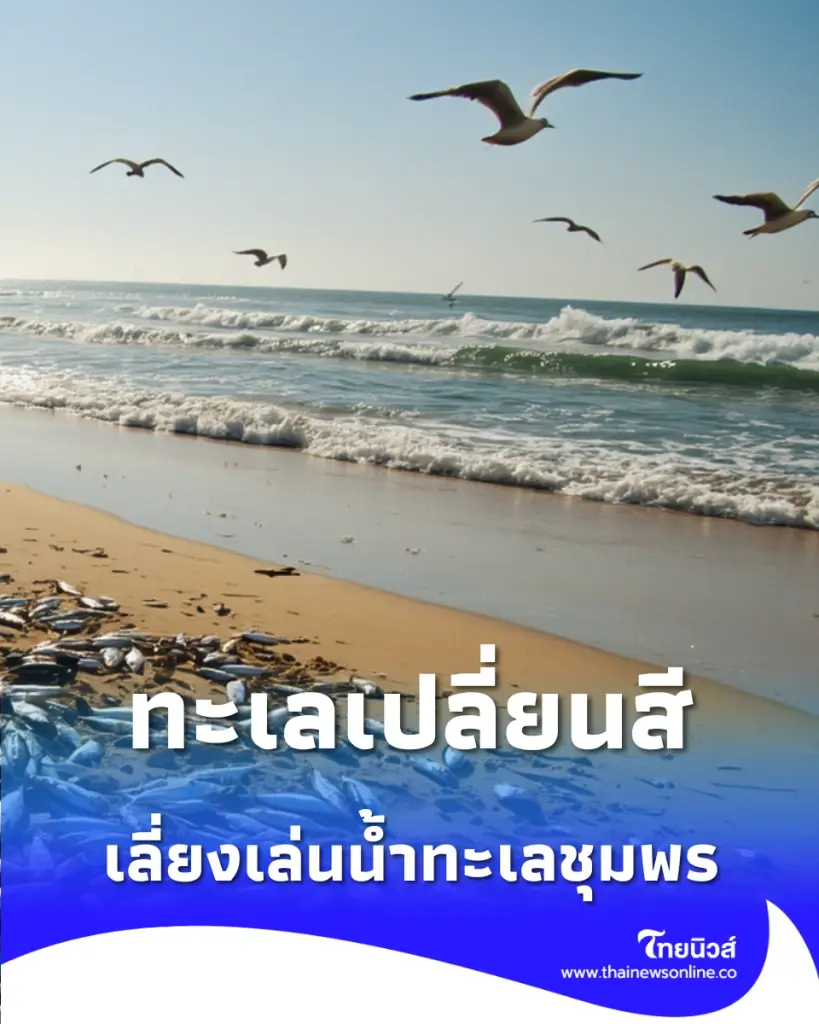 เลี่ยงเล่นน้ำทะเลชุมพร หลังพบ ปลาเกยหาด สรุปเกิดจากอะไร