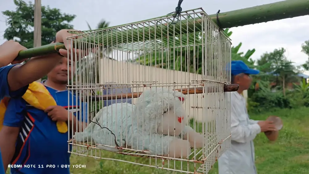 ความเชื่อ "แห่นางแมว" ขอฝน เมื่อวัฒนธรรมต้องปรับตัวตามยุคสมัย