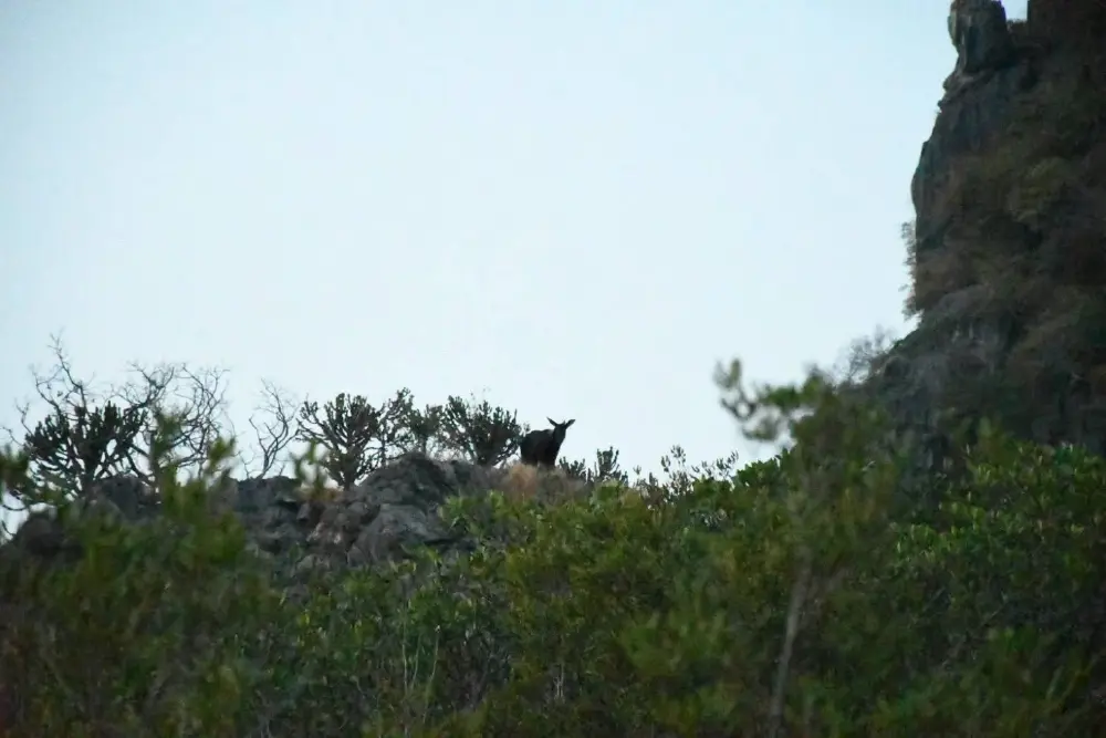 นาทีทอง! หัวหน้าอุทยานฯ แชะภาพเลียงผาสงวน โผล่กลางหน้าผา