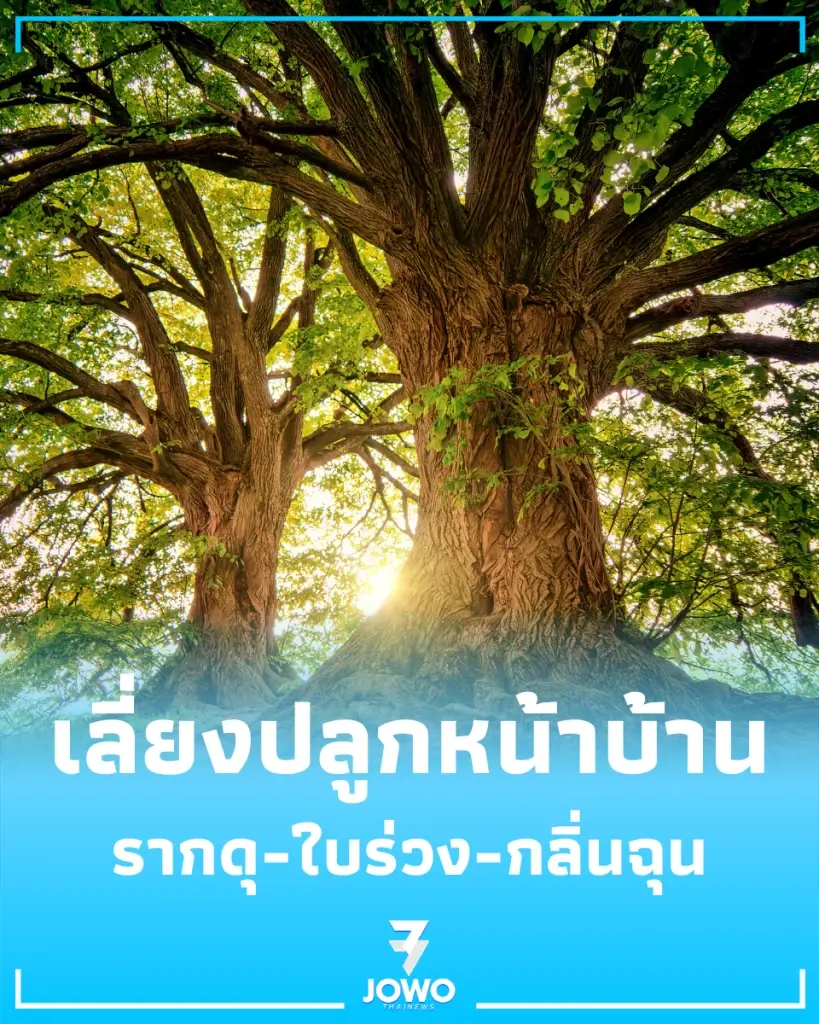 5 ต้นไม้ทำลายบ้าน รากดุ-ใบร่วง-กลิ่นฉุน เลี่ยงปลูกหน้าบ้าน