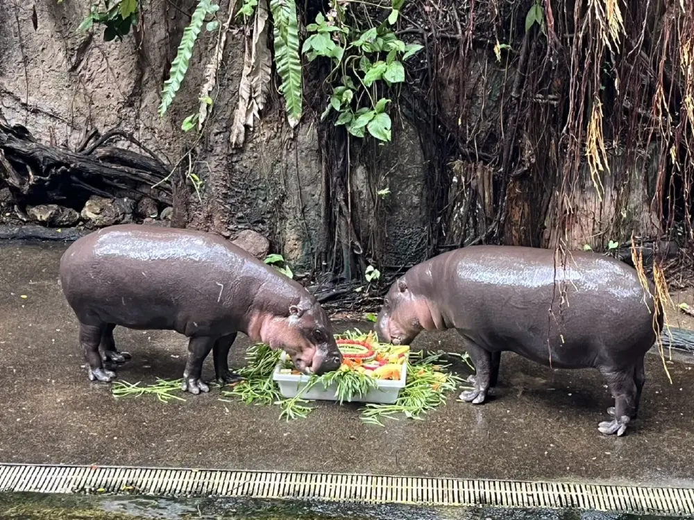 สวนสัตว์เปิดเขาเขียว จัดเค้กผลไม้ยักษ์ฉลองวันเกิด 14 ปี หมูมะนาว