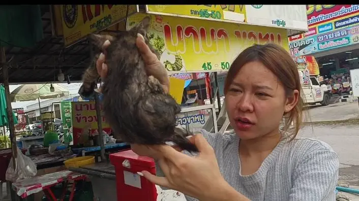 ชัยภูมิช่วยวุ่น! ลูกแมวติดใต้ท้องรถกระบะ คอหวยลุ้นเลขเด็ด