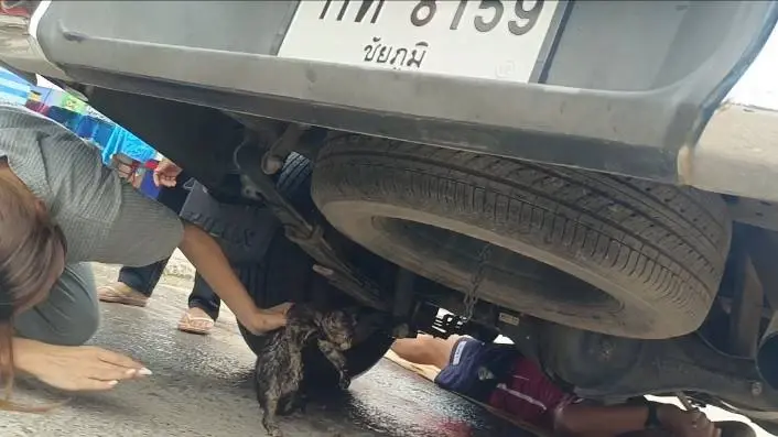 ชัยภูมิช่วยวุ่น! ลูกแมวติดใต้ท้องรถกระบะ คอหวยลุ้นเลขเด็ด