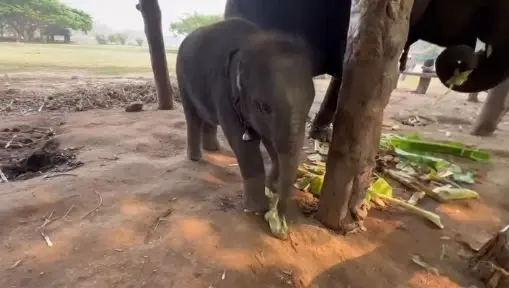 สุดยื้อ พังปลาทู ลูกช้างขวัญใจมหาชน กลับดาวกะทันหัน