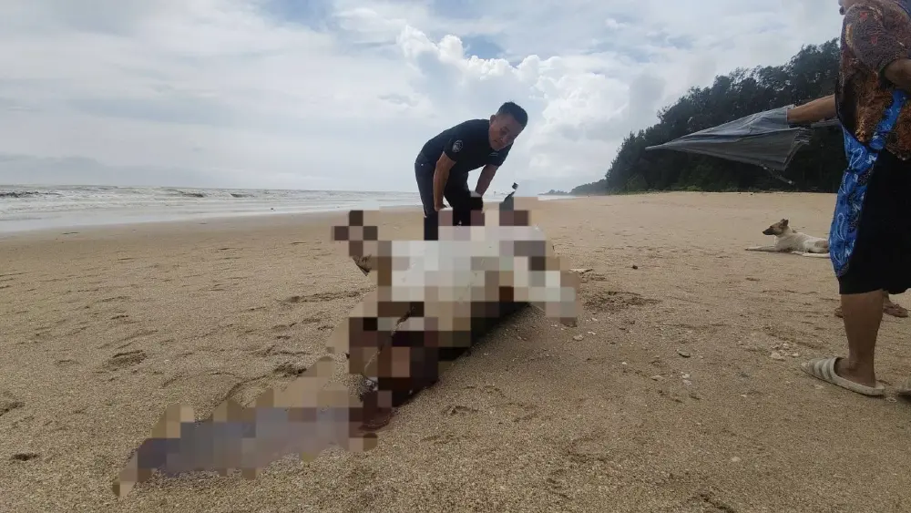 สุดสลด! พบซากพะยูนยักษ์เกยตื้นหาดบางสัก มีแผลปริศนา