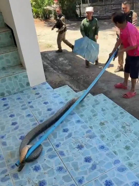 หวิดฉกเจ้าหน้าที่ ตร.ภูเรือ ล้อมจับงูจงอางยักษ์ 3 เมตร