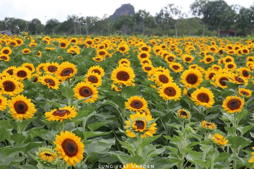 เศร้า สวนดอกไม้ชื่อดัง ประกาศปิดสวน รู้สาเหตุสุดเสียดาย