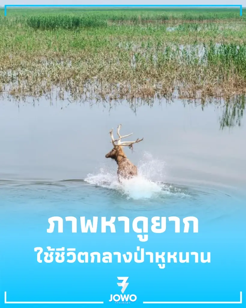 ภาพหาดูยาก ฝูงกวางหมีลู่กว่า 170 ตัว อพยพหนีน้ำสูง ใช้ชีวิตกลางป่าหูหนาน
