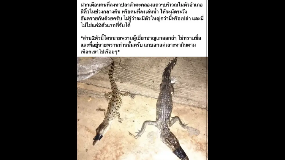 ชาวบ้านสีคิ้วผวา พบจระเข้ในลำตะคอง หวั่นมีแม่พันธุ์เหลืออยู่
