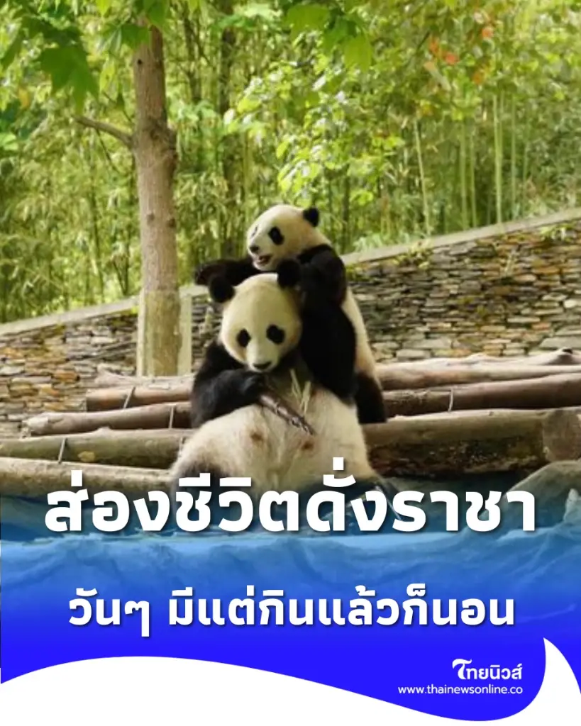 นี่มันชีวิตในฝันชัดๆ ส่องโมเมนต์นุ่มฟู แพนด้ายักษ์ ใช้ชีวิตดั่งราชา