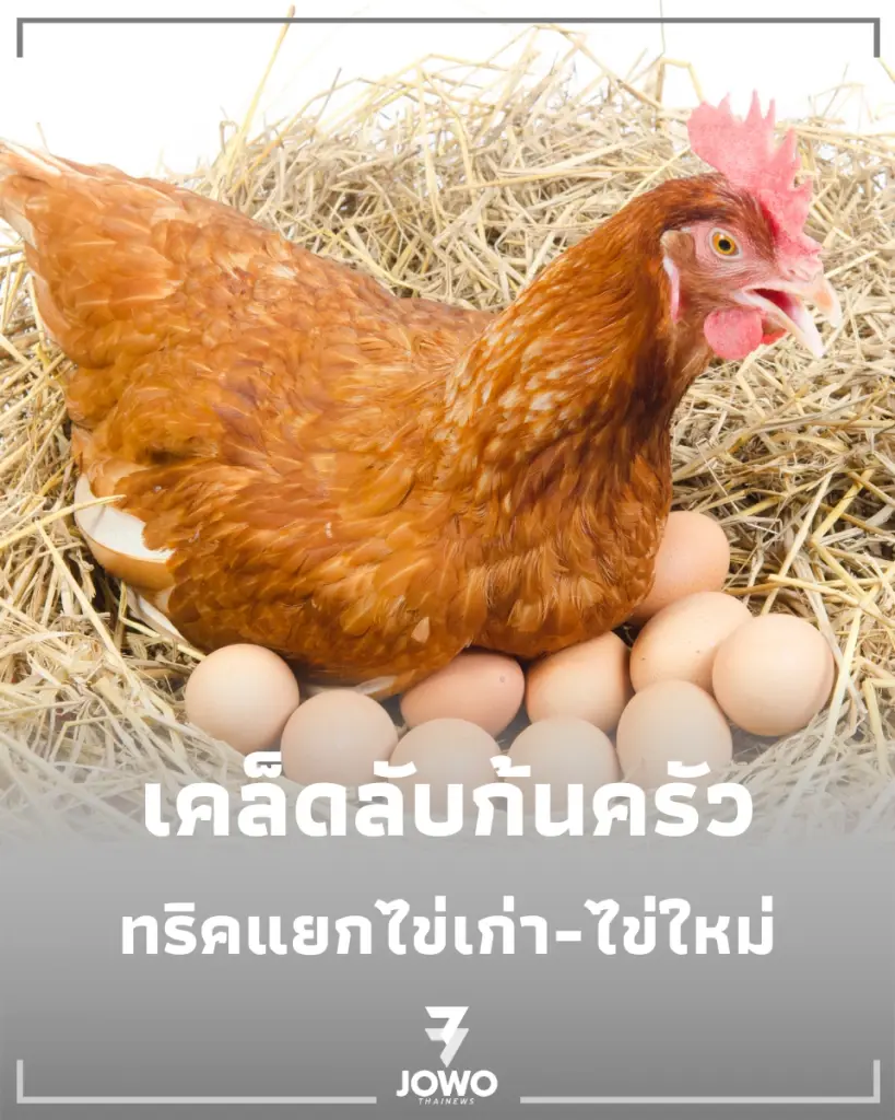 เลือกไข่ผิดชีวิตเปลี่ยน เผยทริคแยกไข่เก่า-ไข่ใหม่ ทำเมนูไหนก็อร่อย
