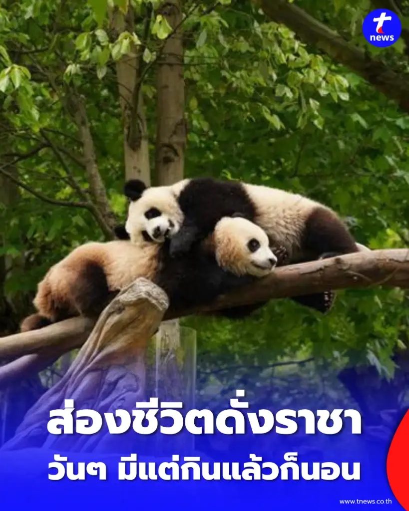 นี่มันชีวิตในฝันชัดๆ ส่องโมเมนต์นุ่มฟู แพนด้ายักษ์ ใช้ชีวิตดั่งราชา