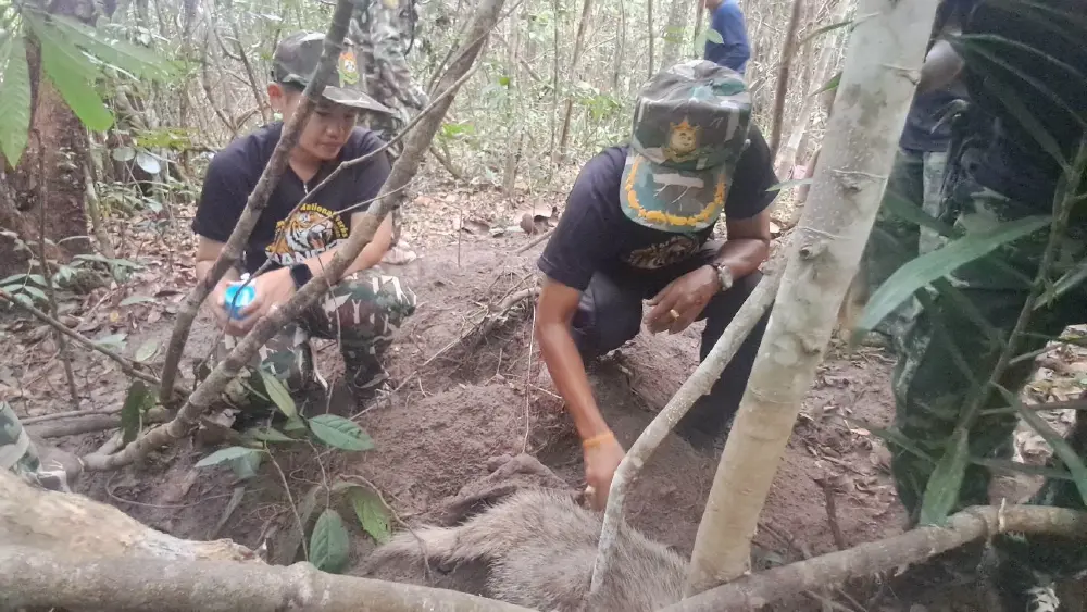 นาทีชีวิต! ช่วย หมูหริ่ง ติดบ่วงสลิงพรานป่ารอดปาฏิหาริย์
