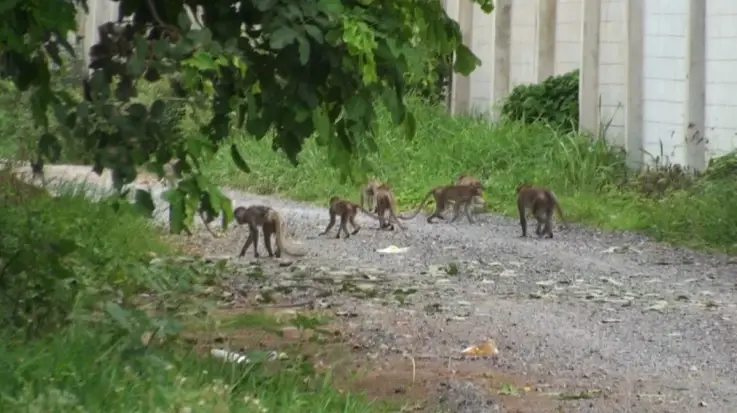 นาทีระทึก! ลิงลพบุรี เกือบร้อยตัวแหกกรง ลุยพังบ้านชาวบ้านกลางดึก