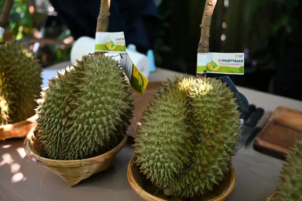 หมดสิทธิ์สวมรอย ระบบเช็ก ทุเรียนนนท์แท้ สแกนรู้ถึงสวนผู้ปลูก