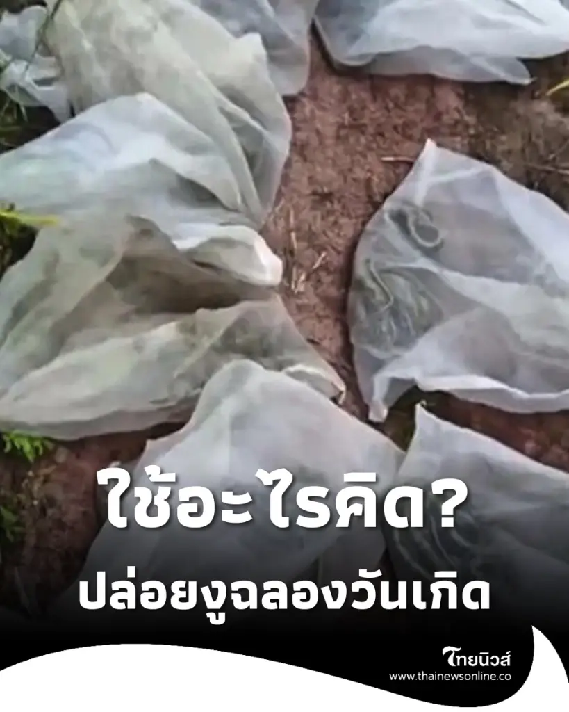 ใช้อะไรคิด? หนุ่มปล่อยงู 14 ถุงฉลองวันเกิด ทำชาวบ้านผวาหนัก