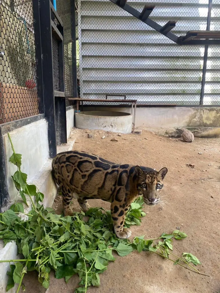 ตัวตึงเขาเขียว! โซเชียลแห่แซว เสือหรืองูเหลือม
