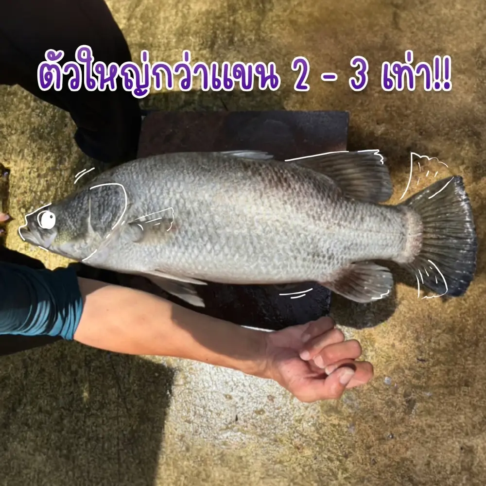 “ปลากะพงสามน้ำทะเลสาบสงขลา” เจาะลึกกระบวนการผลิตตามมาตรฐาน GI ตอกย้ำคุณภาพวัตถุดิบพรีเมียม