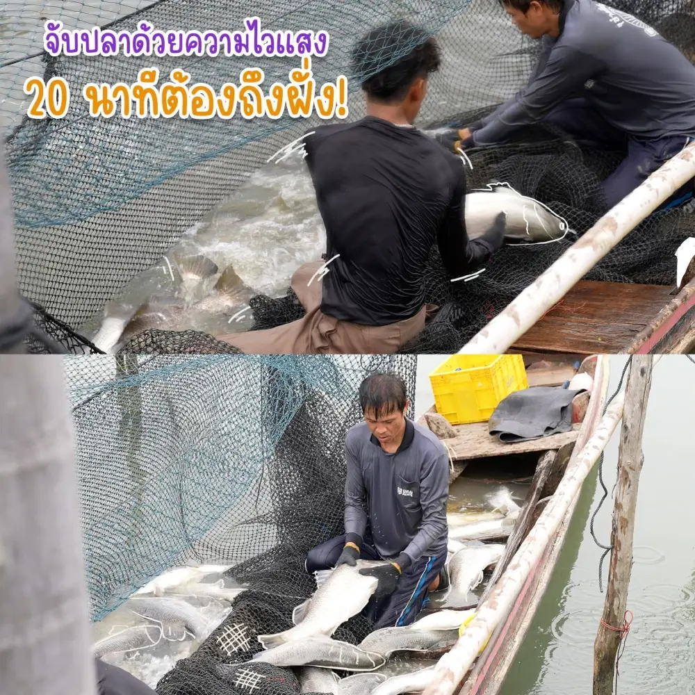 “ปลากะพงสามน้ำทะเลสาบสงขลา” เจาะลึกกระบวนการผลิตตามมาตรฐาน GI ตอกย้ำคุณภาพวัตถุดิบพรีเมียม