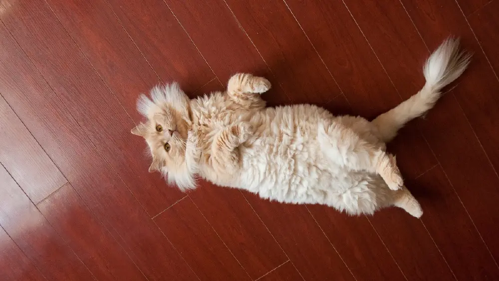 ต้องการอะไรกันแน่? ทำไมแมวชอบวิ่งมาล้มตัวนอนดักหน้าเรา