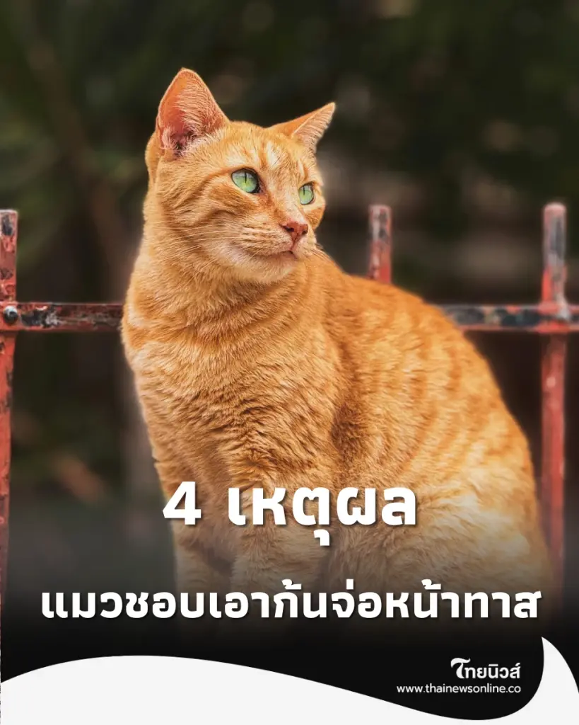 ความลับใต้หาง 4 เหตุผล ทำไมแมวชอบ เอาตูดจ่อหน้าทาส