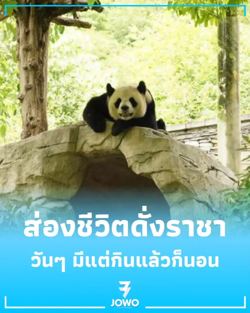 นี่มันชีวิตในฝันชัดๆ ส่องโมเมนต์นุ่มฟู แพนด้ายักษ์ ใช้ชีวิตดั่งราชา