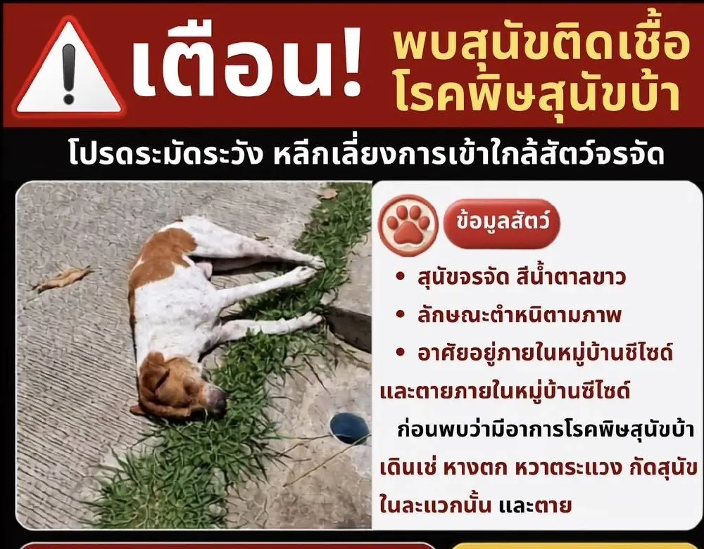 สุนัขบ้าโผล่กลางชุมชนใหญ่! หวั่นลาม 5 พันชีวิต เร่งคุมเข้ม