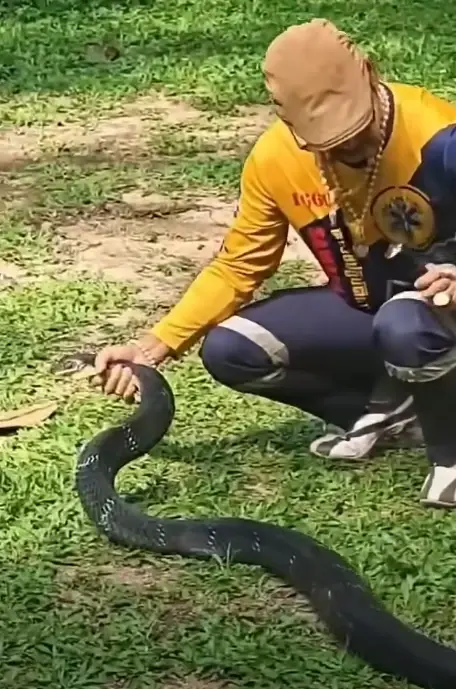 หลุดโฟกัสทะเบียน งูจงอางยักษ์ซุกกระบะ ตรงรถจับไปปล่อย