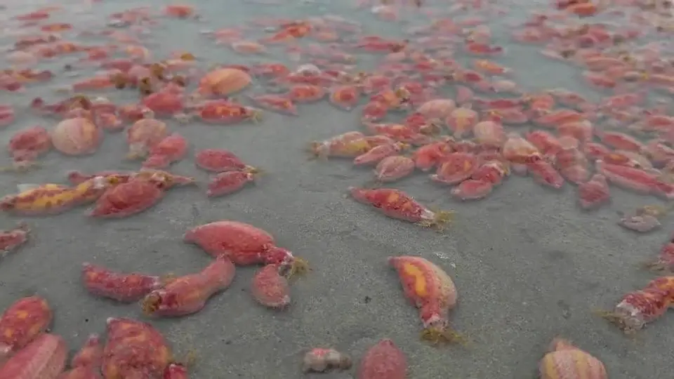 ปลิงทะเลสีชมพู เกยตื้นหาดสวนสนรอบ 2 ชาวบ้านแห่ดูพร้อมเผยคำทำนาย