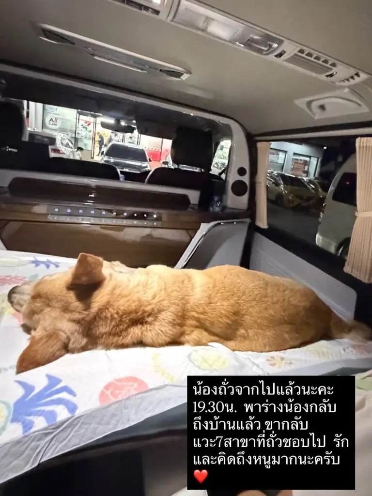 อั้ม พัชราภา เศร้า น้องถั่ว กลับดาวหมาแล้ว เผยรูปสุดท้ายก่อนจากไป