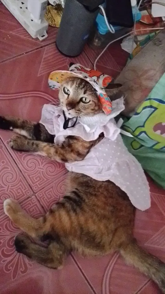 เกือบ 1 เดือน ลุงหมูยังเฝ้าตามหา น้องแหวน แมวหายวันเกิดอุบัติเหตุ